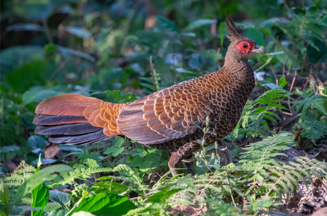  Manas National Park