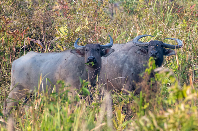 Manas National Park