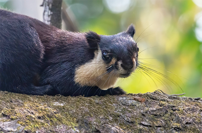 Manas National Park