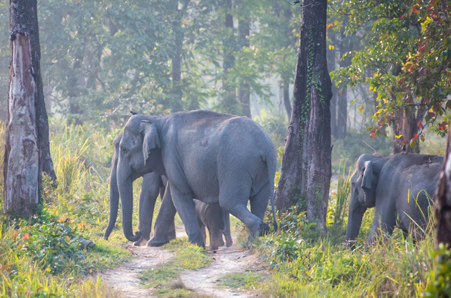 Manas National Park