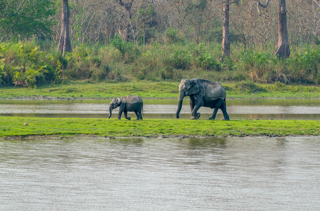 Kaziranga