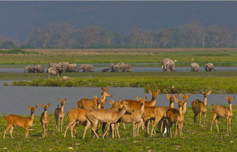 Kaziranga National Park