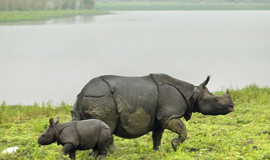 Kaziranga National Park