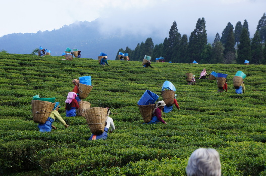 Tea Festival