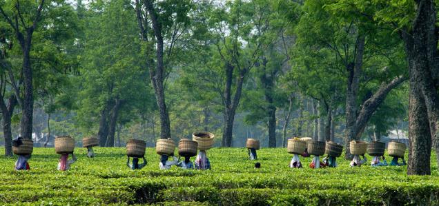 Tea Garden