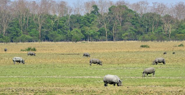 Pobitora Wildlife Sanctuary