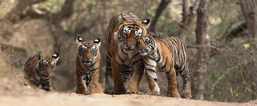 Manas National Park